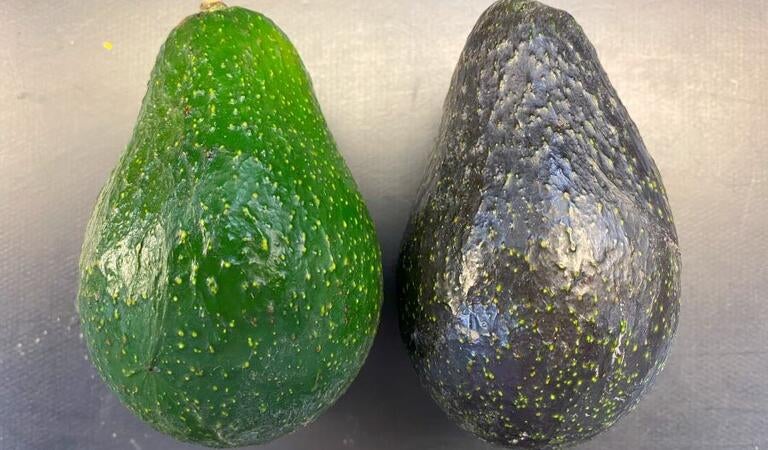 BL516 Avocados Ripe vs Unripe BL516 Avocados Ripe vs Unripe
